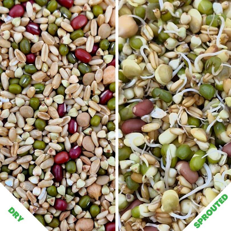 Sunflower Free Sprouting Blend 500g