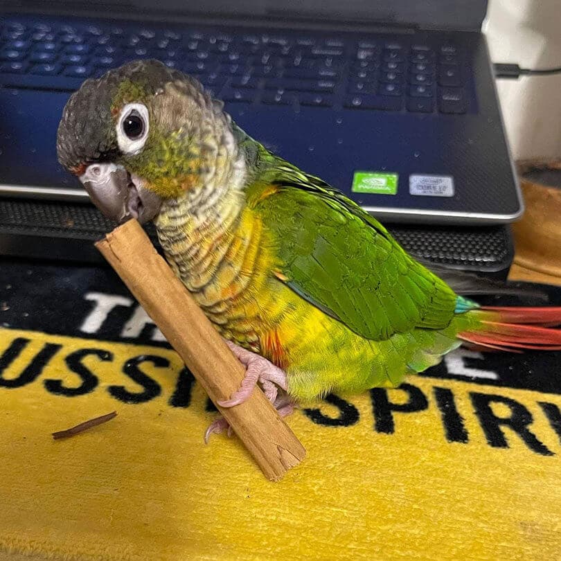 Cinnamon Quills - Raw for Birds