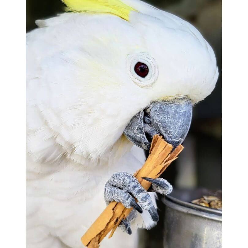 Cinnamon Quills - Raw for Birds