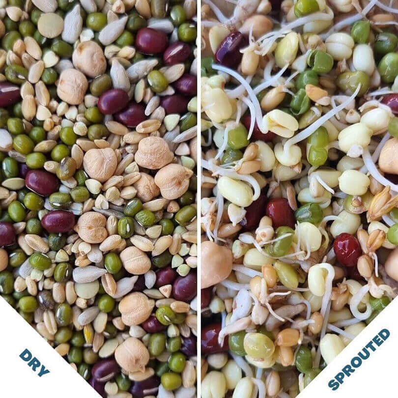 Sprouting Blend - Raw for Birds