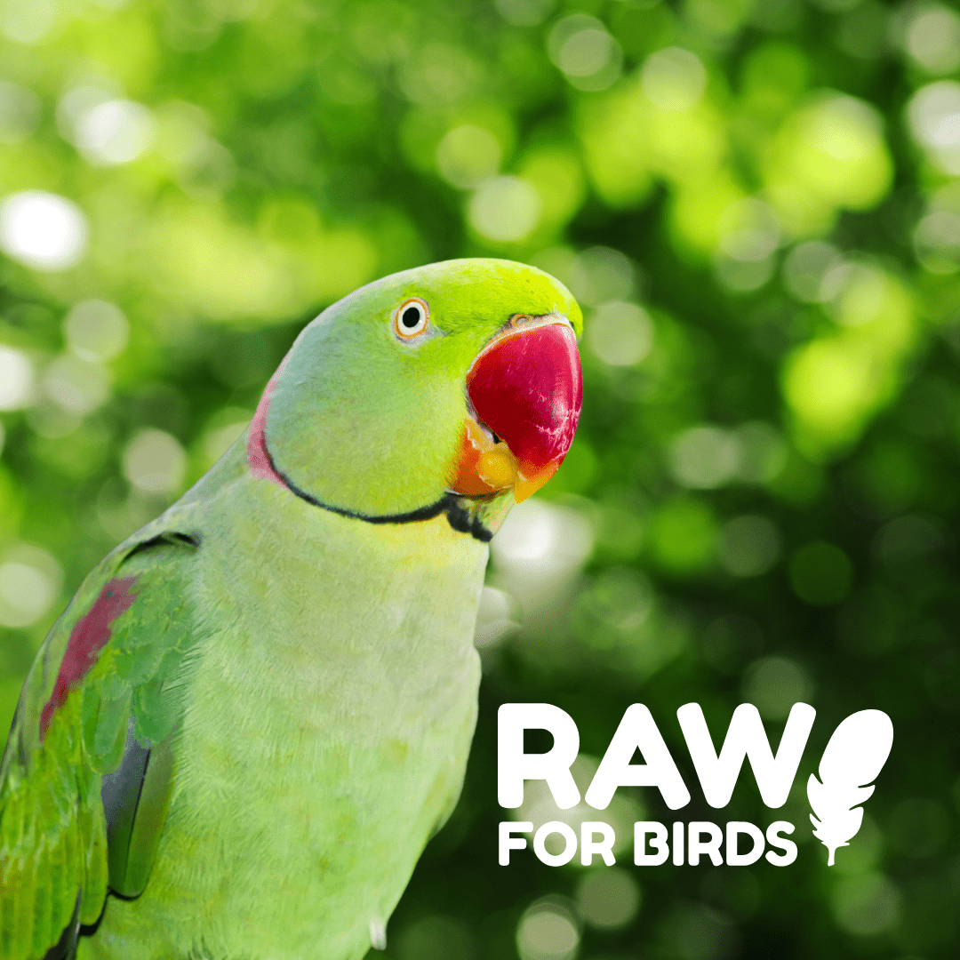 Shop all - Raw for Birds